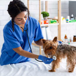 TVD-Partner-fuer-Tieraerzte-1