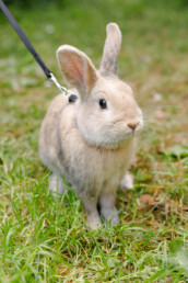 TVD-Partner-f&uuml;r-Tier&auml;rzte-(16)