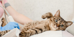 TVD-Partner-fuer-Tieraerzte-3