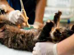 Zu sehen ist eine Katze in R&uuml;ckenlage, bei welcher ein Bauch-Ultraschall durchgef&uuml;hrt wird.