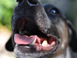 Zu sehen ist ein Hund in einer Detailaufnahme, welcher mit ge&ouml;ffnetem Maul abgebildet ist. Einige Z&auml;hne sind sichtbar.